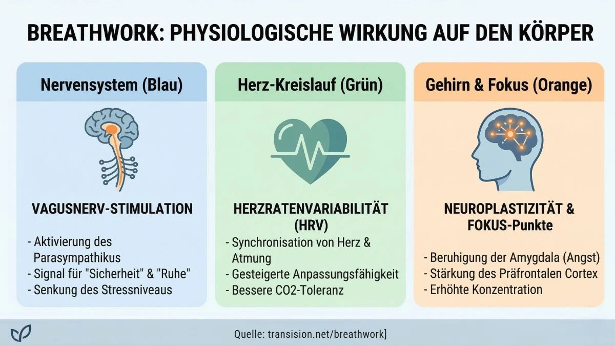 Infografik zur physiologischen Wirkung von Breathwork: Vagusnerv-Stimulation, Herzratenvariabilität (HRV) und Neuroplastizität